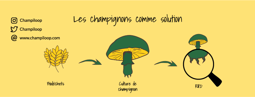 champiloop