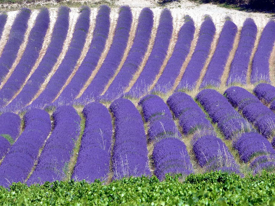 agriculture drome lavande